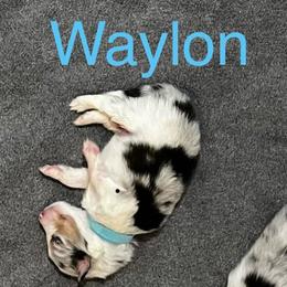 Waylon - Blue merle white and tan male Shetland Sheepdog puppy in Bowling Green, Kentucky from Southern Charm Sheltie Farm