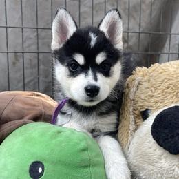 Izzy (purple collar) - Black and white female Pomsky puppy in Diamond Lake, Washington from Husky Haven WA
