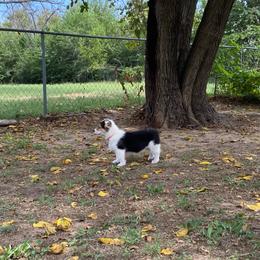 Anthem - Black and tan female Pembroke Welsh Corgi puppy in Derby, Kansas from Sarah’s Mystic Kennels