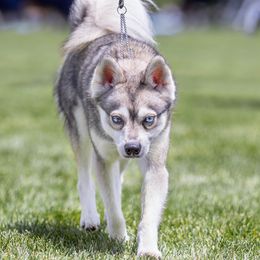 Kaiser - Alaskan Klee Kai