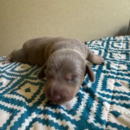 Bella female 1 - Fawn (isabella) and tan female Dachshund puppy in Whitehouse, Texas from Bonded Oaks Doxies