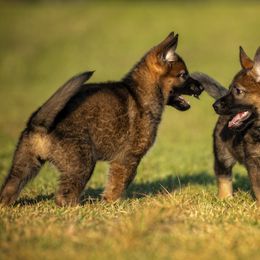 German Shepherd Puppies from Sommerfeld German Shepherds
