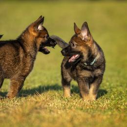 German Shepherd Puppies from Sommerfeld German Shepherds