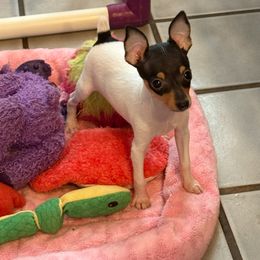 Toy Fox Terrier Puppies from Ultra Quest Show Dogs