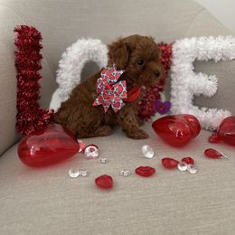 Poodle Puppies from Pups and Paws Toy Poodles