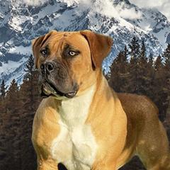 Dolly - Boerboel