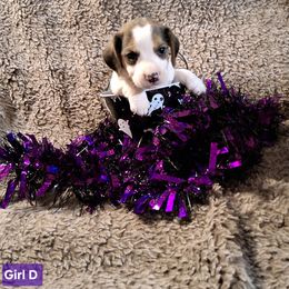 Girl D - Black tan and white female Beagle puppy in Laton, California from McMillan Family Kennels