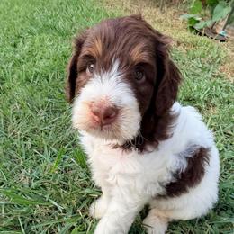 Ron Weasley with training - Tri-color male Bernedoodle puppy in Boonville, North Carolina from Doods & Dolls