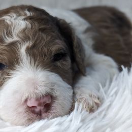 Aussiedoodles, Bernedoodles, Cavapoos, Goldendoodles, and Poodles from Southern Utah Doodles & Poodles
