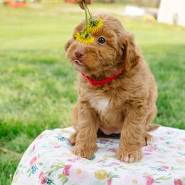 Blonde Girl - Cream female Aussiedoodle puppy in Burkesville, Kentucky from Bline’s Awesome Aussies & Doxies at the Bline Family Farm