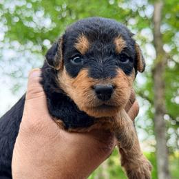 Rusty AKA Baby Boy Brown - Black and tan male Airedale Terrier puppy in Mooresville, North Carolina from Farm 55