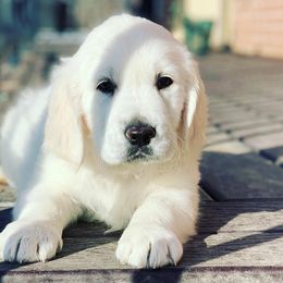Goldendoodles and Golden Retrievers from VogelsbergFamilyFarm