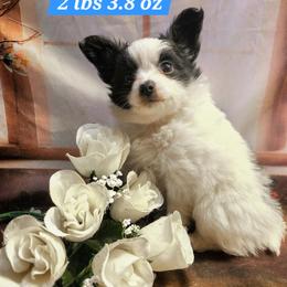 Jackson - Black and white male Companion Cross puppy in Davenport, Washington from Lovely Ladies and Little Asses Miniature Equines (L3A Pomeranians & Papillons)