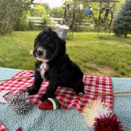 Bucky - Black and white male Aussiedoodle puppy in Hopkins, Missouri from Mowry Creek Mini Aussiedoodles and More
