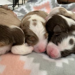 Australian Shepherd Puppies from KangaRoos Little Aussies