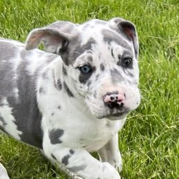 Great Dane Puppies from BkB’s House of Danes