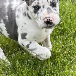 Great Dane Puppies from BkB’s House of Danes