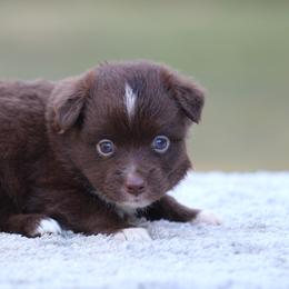 Rusty - Red tri male Toy Australian Shepherd puppy in Bauxite, Arkansas from J & B Mini Aussies