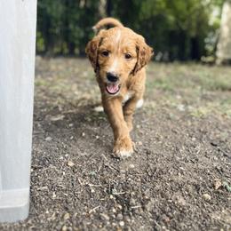 Goldendoodle and Irish Doodle Puppies from Crystal Rains