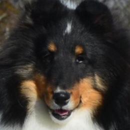 English Cocker Spaniels and Shetland Sheepdogs from Jeri's English Cockers and Shetland sheepdogs