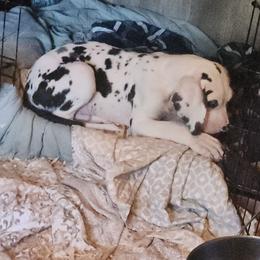 Harlequin male - Harlequin male Great Dane puppy in Gig Harbor, Washington from Lakaya Danes