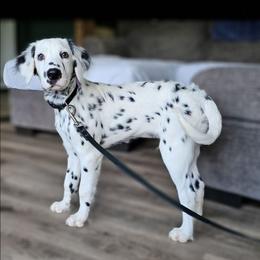 Ace, LUA, long coat - White and black male Dalmatian puppy in Gray, Georgia from Fuller Spots