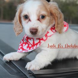 Luna - Piebald female Dachshund puppy in Big Sandy, Texas from Linda B’s Dachshunds