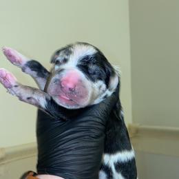 Boy 5 - Harlequin male Great Dane puppy in Spartanburg, South Carolina from Pawlmetto Danes