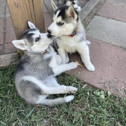 Siberian Husky Puppies from Husky Love and Pups