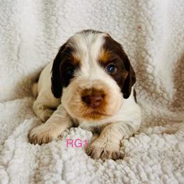 RG1 - Tri-Roan female English Springer Spaniel puppy in Britton, South Dakota from K&S Canines