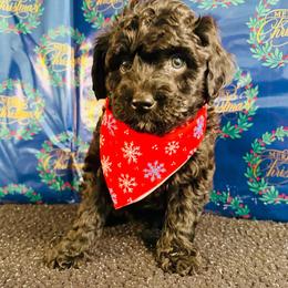 Aussiedoodle, Goldendoodle, and Labradoodle Puppies from Loyal Doodles