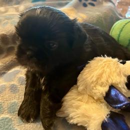 Izzy - Black and white female Shih Tzu puppy in Victorville, California from Precioustzus