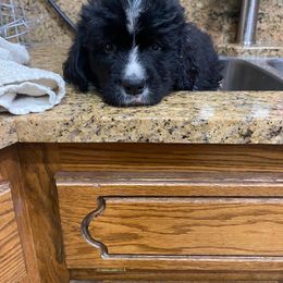 Newfoundland Puppies from Crossroads Newfoundlands