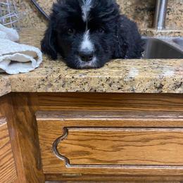 Newfoundland Puppies from Crossroads Newfoundlands