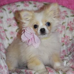 Merry - Cream and white female Chihuahua puppy in Gloucester, Virginia from Charlotte's Web of Chihuahuas