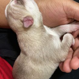 Siberian Husky Puppies from Surge x Stormy’s Puppies
