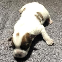 L65-03 - Red speckled male Australian Cattle Dog puppy in Sheridan, Oregon from 6pk Cattledogs