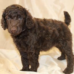 Girl 1 - Brown Poodle puppy in Missouri from 7P Services