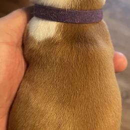 Dachshund Puppies from Witchy Woman’s Wiener’s