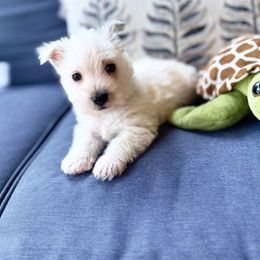 Fluke- Brown - White male West Highland White Terrier puppy in Toronto, Ohio from Shekinah’s Mi-Kis & Cricket Hill’s Westies