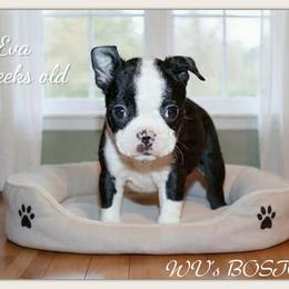 Girl 2-Eva - Black and white female Boston Terrier puppy in North Central, Vermont from Windy Valley’s Bostons