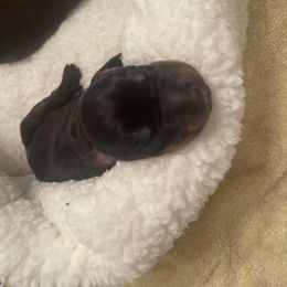 Dachshund and Doberman Pinscher Puppies from Cornerstone Dobermans and Dachshunds