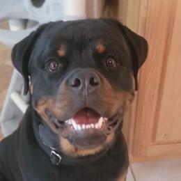 Dina - Rottweiler