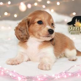 Dachshund Puppies from Piney Woods Miniature Dachshunds