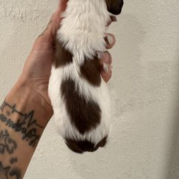 Pie Boy - Piebald male Dachshund puppy in Rio, Wisconsin from Three K Miniature Dachshunds