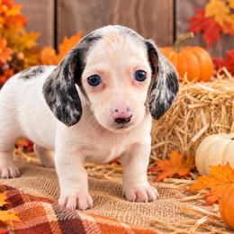 Theodore - Piebald male Dachshund puppy in Industry, Illinois from KDKs Kennels