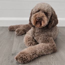 Birdie - Goldendoodle