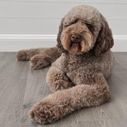 Birdie - Goldendoodle