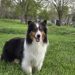 DIVA - Black white and tan female Shetland Sheepdog puppy in Greenfield, Ohio from Kayla's Shelties