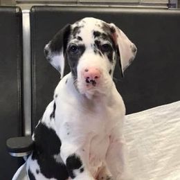 Great Danes and Greater Swiss Mountain Dogs from Debbie's Pups